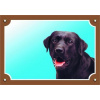 Dafiko Tabulka Tady hlídám! Labradorský retriever tmavý 1ks