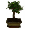 Zelkova 310 - izbové bonsaje