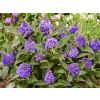 Komule Davidova Little Rockstars Blue (kontajner p12)