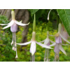 Fuchsie magellonská var. molinae