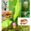 Kurkuma dlhá-(Curcuma longa L.)