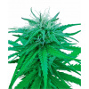 Sensi Seed Bank Sensi Seeds Ruderalis Indica regular 10ks