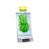 Tetra - Hygrophila 15cm-rastlina plast.S