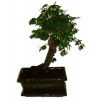 Zelkova 311 - izbové bonsaje