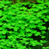 AQZ Hydrocotyle sp.'Japan' Rastliny: /in-Vitro Aqua-art/