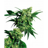 Sensi Seed Bank Sensi Seeds Mr Nice G13 x Hashplant regular 10ks