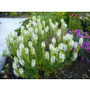 Šalvia hájna Sensation White - Salvia nemorosa, kont. 0,5 l