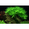 AQZ Heteranthera Zosterifolia Rastliny: /in-Vitro LAB Ø 7 cm/