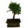 Zelkova 312 - izbové bonsaje