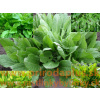 Štiav Záhradný-(Rumex Patientia L.)
