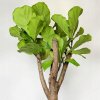 Ficus ficus dębolist Lyrata (Ficus ficus dębolist Lyrata)