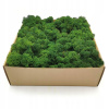 Dekoračný mach v kartónovej krabici 500g 30 x 30 cm (Moss North Brave „Big Head“)