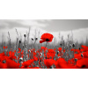 Obraz – Makové Pole Príroda – AiArt 16:9