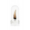 Elite Creature Collectibles Jurassic Park III Prop Replika 1/1 Spinosaurus Tooth 14 cm
