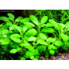 AQZ Lobelia cardinalis ’Mini’ Rastliny: /in-Vitro LAB Ø 7 cm/