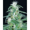 Green House Seeds Arjan´s Ultra Haze n.1 neobsahuje THC 5 semen