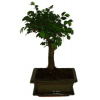 Zelkova 313 - izbové bonsaje