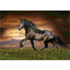 Educa - Puzzle Klusací kôň - 1000 dielov