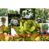 Tučnolist vajcovitý-(Crassula ovata L.)