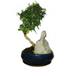 Izbová bonsaj Carmona microphylla - čaj fuki 131