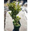 buxus 30-50 črepník 17 500 ks (buxus 30-50 črepník 17 500 ks)