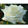 Ruža biela sadenica s holým koreňom