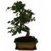 Zelkova 341 - izbové bonsaje