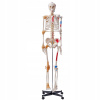 VEVOR Model Anatomiczny 1820 x 385 x 180 MM PCV Model Szkieletu Człowieka