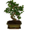 Zelkova 342 - izbové bonsaje