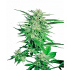 Sensi Seed Bank Sensi Seeds Big Bud regular 10ks