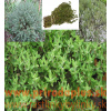 Tymián provensálsky - (Thymus vulgaris L.) 