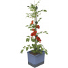 Gusta Garden Tom Tomato Standard samozavlažovací kvetináč, modrý GG-104610