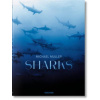 Michael Muller - Sharks