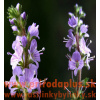 Veronika lekárska-(Veronica officinalis L.)