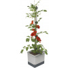 Gusta Garden Tom Tomato Standard samozavlažovací kvetináč, svetlo-sivý GG-100610