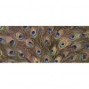 Panoramatická fototapeta - PA0330 - Pávie perá 250cm x 104cm - Vliesová fototapeta