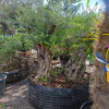 Olea europaea, Olivovník európsky, výška 210-230 cm, obvod kmeňa 90-110 cm (-12°C) - BONSAJ DVOJIČKY - VEĽMI STARÝ A VZÁCNY EXEMPLÁR