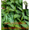 Koriander vietnamský-stavikrv voňavý-(Persicaria odorata L.)