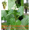 Wasabi–Pravý japonský zelený chren,(Wasabia japonica, L. alebo Eutrema japonica, L.)