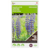 Lupinus modrý 100 g cca na 10m2