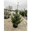 Smrek omorikový 80/100 cm Picea omorika