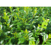Vavrínovec lekársky Novita 30-50cm (Prunus laurocerasus Novita)