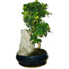Izbová bonsaj Carmona microphylla - čaj fuki 140