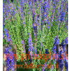 Yzop lekársky, fialový - (Hyssopus officinalis L.)