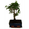 Zelkova 317 - izbové bonsaje