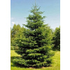 Jedľa kaukazská do záhrady, na terasu (Abies Nordmanniana) 20 semien