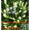 Yzop lekársky, biely-(Hyssopus officinalis L.)
