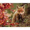 Maľovanie podľa čísel - Malá líška, 40 x 50 cm, napnuté plátno na ráme 8596530057697
