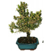 Buxus harlandi - korkový buxus - 786