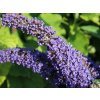 Komule Davidova Adonis Blue (Adokeep) (kontajner p9)